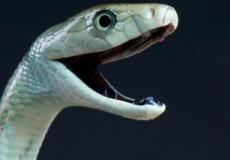 شاهد طفل يمازح افعى ضخمة