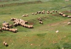  صورة مستوطنون يسرقون الأغنام