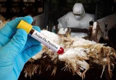 إنفلونزا الطيور