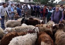 الأضاحي -أرشيفية-