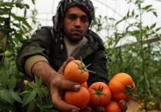 تصدير البندورة من غزة  - ارشيفية -