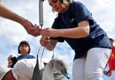 مراسم جمع البجع