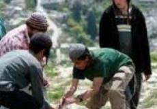 مستوطنون يقومون بأعمال عربدة في الأغوار الشمالية