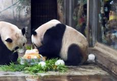  باندا عملاقة وضعت توأمين