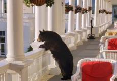 دب يسترخي في منتجع امريكي