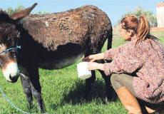 حليب الحمير