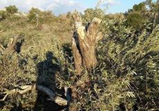 اقتلاع أشجار الزيتون في يطا -توضيحية-