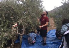 فلسطينيو لبنان يشاركون في قطف الزيتون