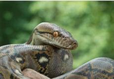 صورة الأفعى المشبكية