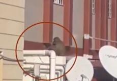 قرد هارب في مكة المكرمة