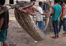 ثعبان ضخم في اندونيسيا