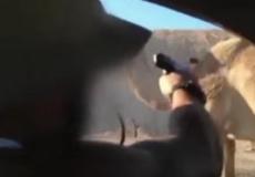 جنديان اسرائيليان يطلقان النار على جمل