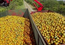 تغطي حقول البرتقال 27 ألف هكتار من مساحة تونس