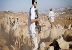 مستوطنون يمنعون رعاة أغنام من دخول أراضي الحمة بالأغوار