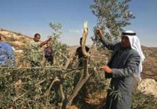 من الارشيف .. مستوطنون يهاجمون قاطفي الزيتون