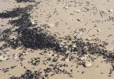 عشرات الملايين من النمل تجتاح شواطئ إسرائيل