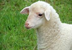 هل يجوز توزيع لحم الأضحية بعد العيد ؟