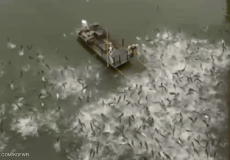 صيد الأسماك - ارشيف