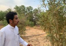 سعودي ينجح في زراعة شجرة البخور