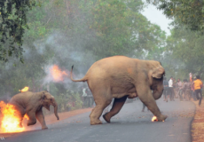 هنود يرشقون فيلين بكرات النار والألعاب النارية في البنغال