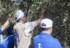 طلبة الكلية يقطفون الزيتون