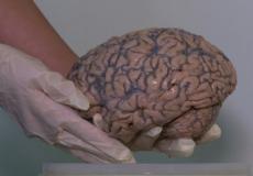 ربط دماغ الانسان بالانترنت