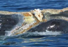 "الحوت الصائب"