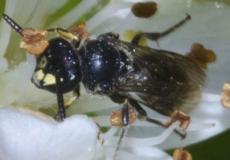 النحل الأصفر الوجه يلقح أنواعا من النباتات المهددة بالانقراض