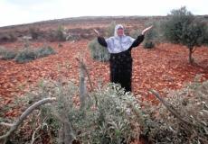 مسنة فلسطينية تبكي بعد أن قطع الاحتلال أشجار الزيتون-أرشيف