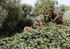 الزراعة تحدد  موعدا لقطف الزيتون وتشغيل المعاصر