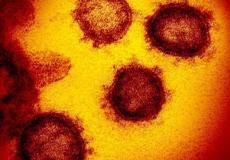 فيروس كورونا - توضيحية 