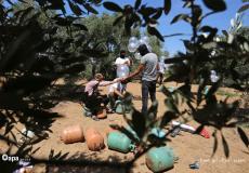 غزة: شبان فلسطينيون يطلقون بالونات حارقة تجاه إسرائيل