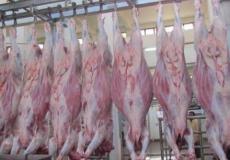 الإغاثة التركية تستعد لتوزيع لحوم الأضاحي على أسر في غزة - توضيحية