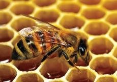 غزة تنتج ما يكفيها من العسل