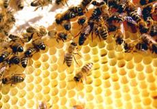 تحطيم  الرقم  القياسي  مع النحل