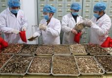 الصين تكشف تعافي آلاف المصابين بكورونا عبر العلاج بالطب الصيني التقليدي