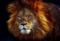 شاهد فتاة تقتحم مقر أسد في حديقة حيوانات