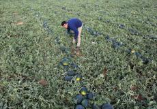 مزارعون فلسطينيون يجمعون البطيخ من حقلهم في خان يونس جنوب قطاع غزة