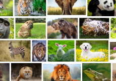 محبو هذه الحيوانات يميلون أكثر إلى الخيانة!