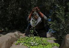 قطف الزيتون في غزة - ارشيف