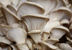 وفيات و50 إصابة حرجة في ايران بسبب تناول فطر سام