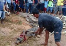 قتل 300 تمساح في اندونيسيا