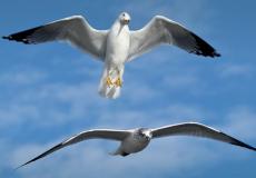 طائر النورس _ أرشيفية