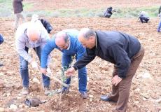 زراعة أشجار زيتون في بلدة سنجل