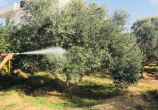 عملية رش الزيتون  - توضيحية -