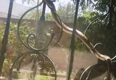 أفعى على شباك منزل في أم الفحم 