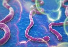 فيروس ايبولا ومخاطرة