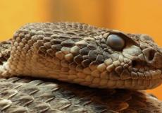 شاهد: أناكوندا حامل تهاجم راكبي سيارة بشراسة