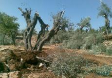 مستوطنون يقطعون 100 شجرة زيتون في المغير شمال شرق رام الله