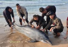 خروج دولفين على شاطئ بحر خانيونس جنوب غزة